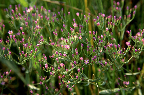 Zeltnera muehlenbergii